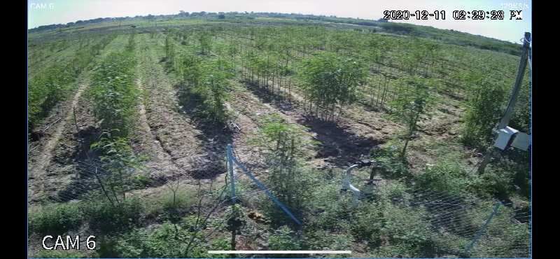  Agricultural Land 9 Acre for Rent in Somandepalli, Anantapur