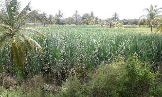  Agricultural Land for Sale in Bennur Road, Mysore