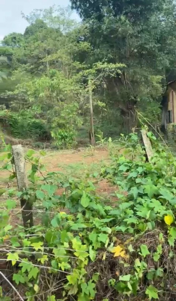  Residential Plot 2000 Sq. Meter for Sale in Moira, North Goa