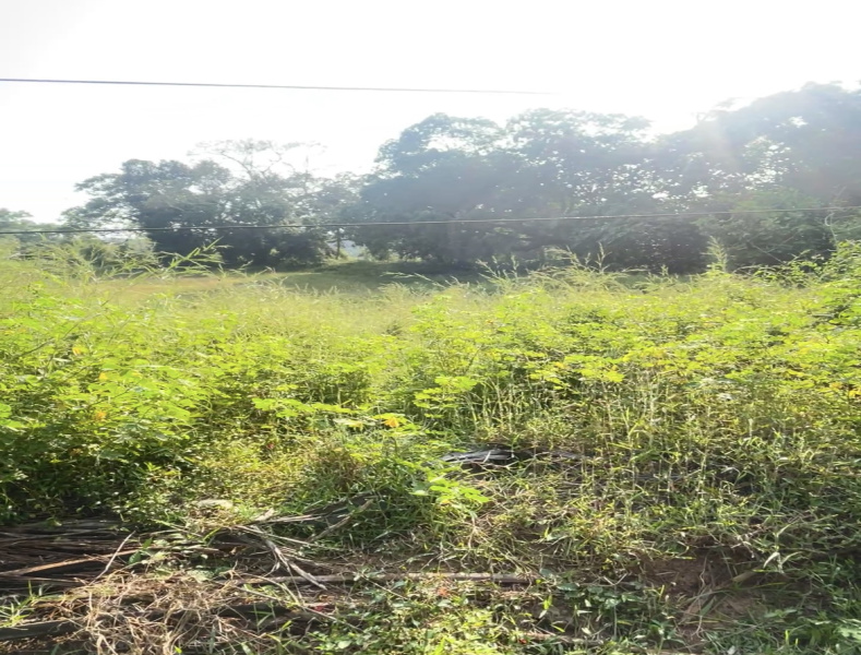 3000 Sq. Meter Residential Plot for Sale in Calangute, Goa