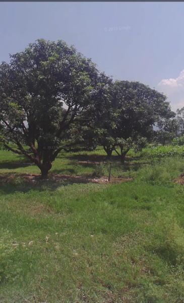  Agricultural Land 5 Bigha for Sale in Vikas Nagar, Dehradun