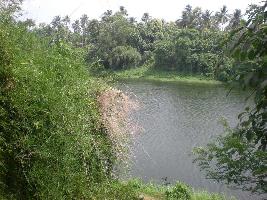  Agricultural Land for Sale in Poochatty, Thrissur