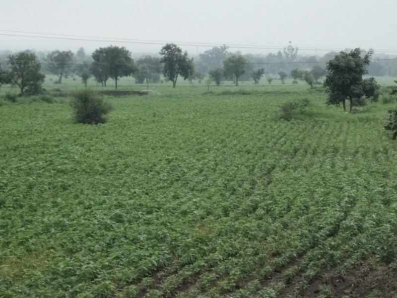  Agricultural Land 10 Bigha for Sale in Dewas Bypass Road