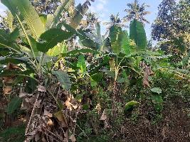  Agricultural Land for Sale in Kattimankodu, Kanyakumari, Kanyakumari