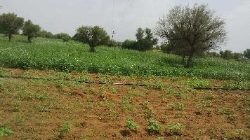  Agricultural Land for Sale in Rajgarh, Churu