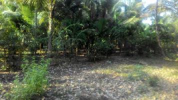  Agricultural Land for Sale in Alibag, Raigad