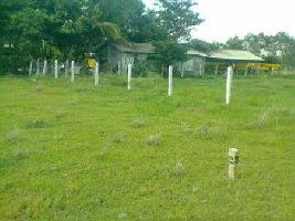  Residential Plot for Sale in Pezari, Alibag, Raigad