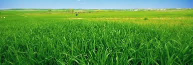  Agricultural Land 6 Acre for Sale in Sunam, Sangrur