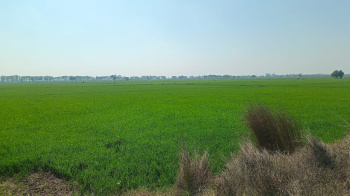  Agricultural Land for Sale in D Block Kapas Hera Estate, Kapashera, Delhi