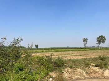  Agricultural Land for Sale in Jagadhri, Yamunanagar