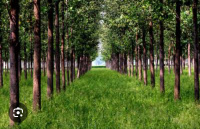 Agricultural Land for Sale in Model Town, Yamunanagar
