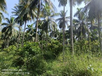  Agricultural Land for Sale in Uppinangady, Dakshin Kannad