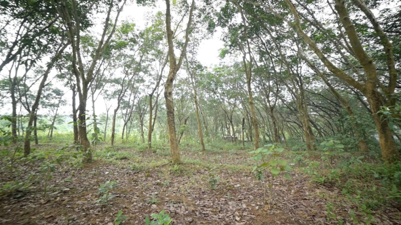  Residential Plot 150 Cent for Sale in Sasthavattom, Kazhakuttam, Thiruvananthapuram