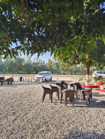 Residential Plot for Sale in Behat, Saharanpur