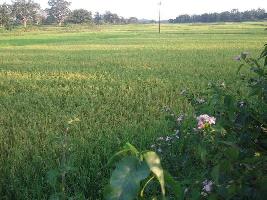  Agricultural Land for Sale in Gohana, Sonipat