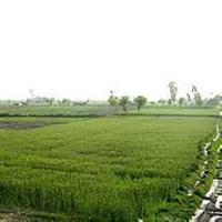  Agricultural Land for Sale in Alwar Bypass Road, Bhiwadi