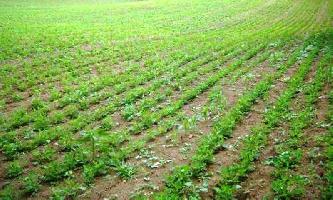  Agricultural Land for Sale in Sohna Road, Gurgaon