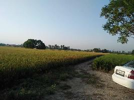  Agricultural Land for Sale in Banga, Shahid Bhagat Singh Nagar