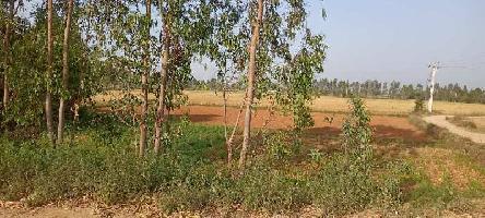  Agricultural Land for Sale in Gajraula, Amroha