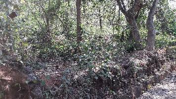  Residential Plot for Sale in Siolim, Bardez, Goa
