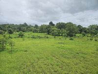  Agricultural Land for Sale in Mangaon, Raigad