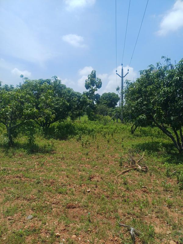  Agricultural Land 5 Acre for Sale in Palacode, Dharmapuri