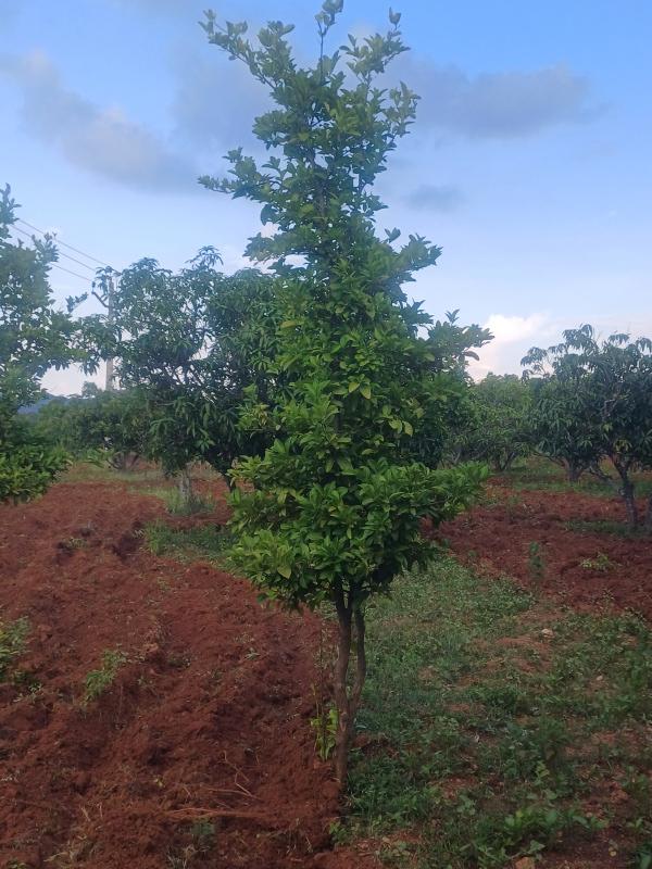  Agricultural Land 5 Acre for Sale in Palacode, Dharmapuri