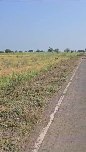  Agricultural Land 3 Acre for Sale in Panagar, Jabalpur