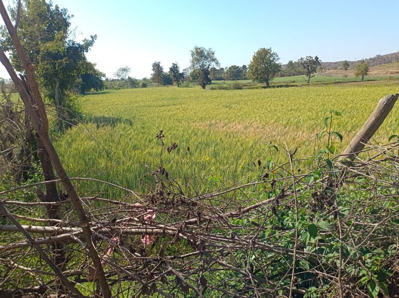  Agricultural Land 4 Acre for Sale in Panagar, Jabalpur