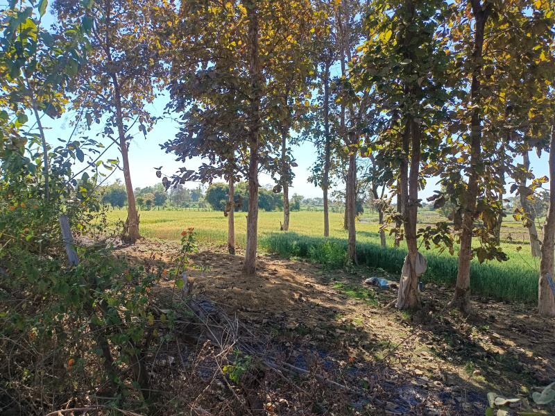  Agricultural Land 4 Acre for Sale in Panagar, Jabalpur
