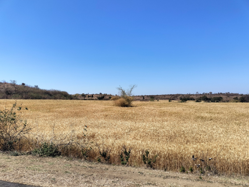  Agricultural Land 6 Acre for Sale in Lakhnadon, Seoni