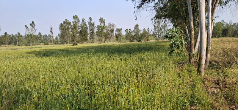  Agricultural Land 38 Bigha for Sale in Shikarpur Bulandshahr