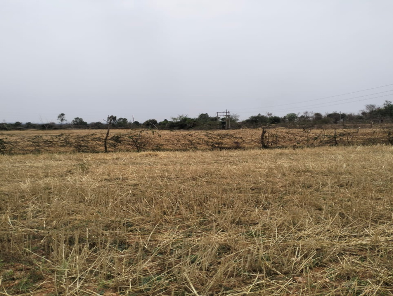  Agricultural Land 54 Acre for Sale in Dhemarkheda, Katni