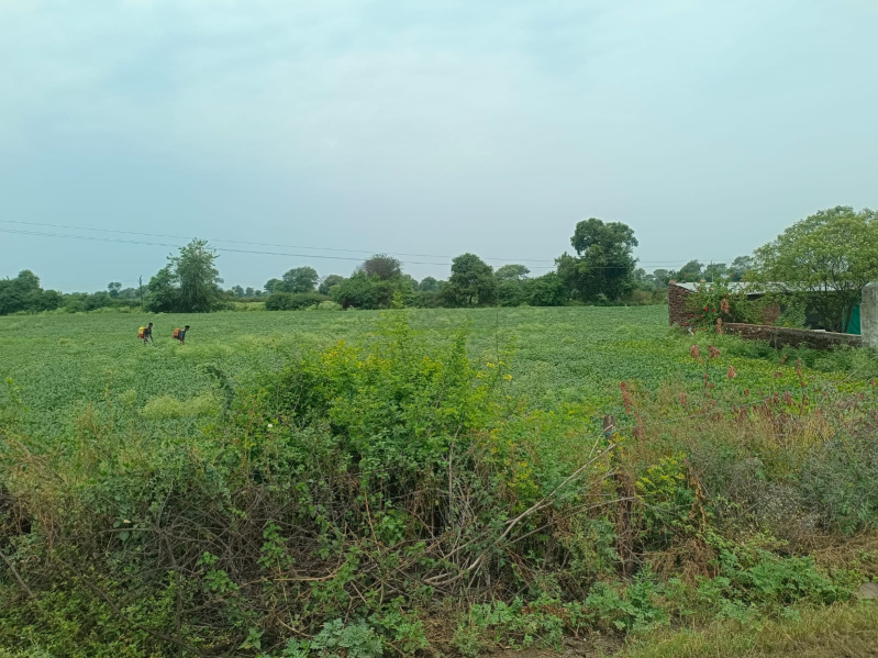  Agricultural Land 5 Acre for Sale in Shahpura, Jabalpur