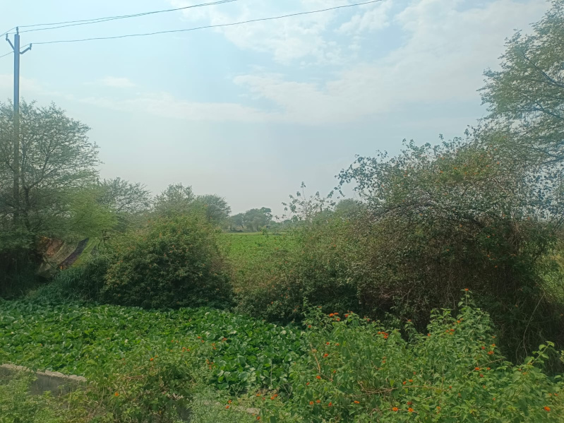  Agricultural Land 40 Ares for Sale in Adhartal, Jabalpur