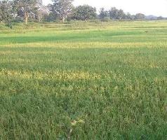  Agricultural Land for Sale in Jabera, Damoh