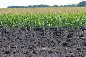  Agricultural Land for Sale in Hindoria, Damoh
