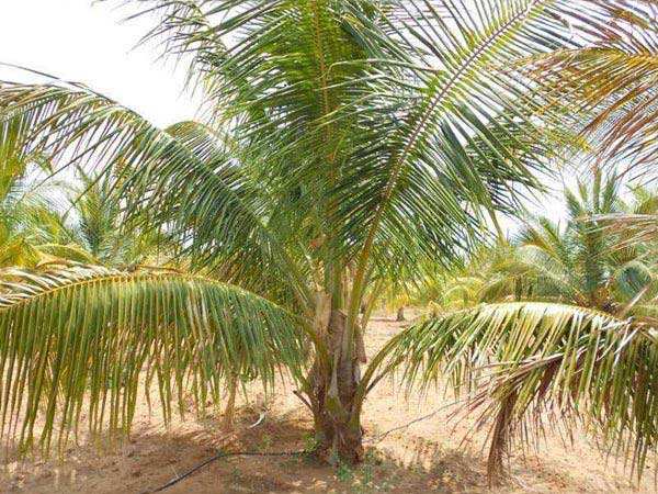 Agricultural Land 23 Acre for Sale in Palani, Dindigul