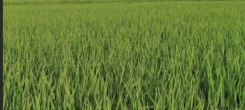  Agricultural Land for Sale in Ahraura, Mirzapur-cum-Vindhyachal