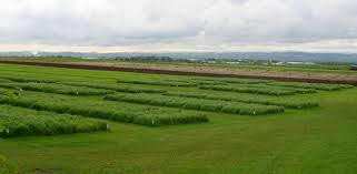  2250 Sq.ft. Residential Plot for Sale in Dadri, Gautam Buddha Nagar