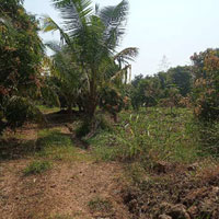  Agricultural Land for Sale in Girwa, Udaipur