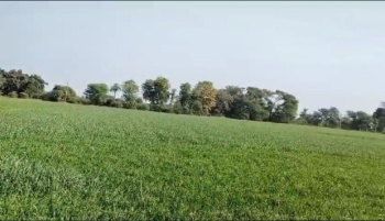  Agricultural Land for Sale in Sagwara, Dungarpur
