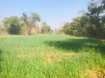  Agricultural Land for Sale in Kurabad, Udaipur