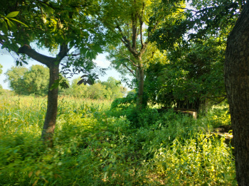  Agricultural Land for Sale in Nathdwara, Rajsamand