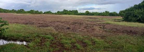  Agricultural Land for Sale in Vengurla, Sindhudurg