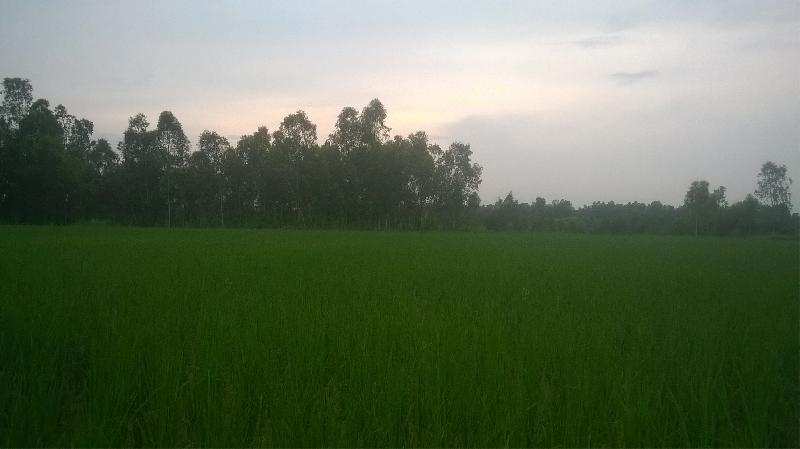 Agricultural Land 106 Bigha for Sale in