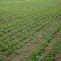  Agricultural Land for Sale in Nurpur, Kangra