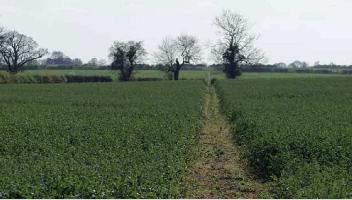  Agricultural Land for Sale in Behat, Saharanpur