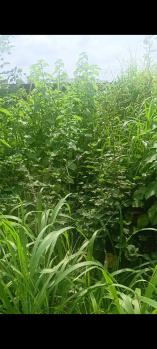  Residential Plot for Sale in Kathal More, Ranchi