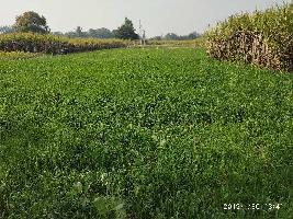  Agricultural Land for Sale in Ayodhya, Faizabad
